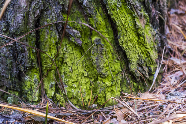 The lower part of the old tree. Real moss natural rich green color. A magical color. - Foto, afbeelding