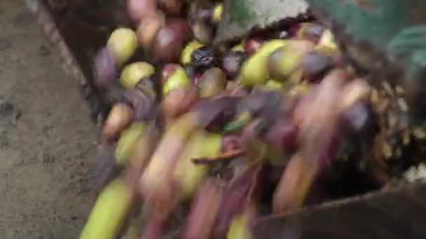 Gerade geerntete Oliven fallen in einem Förderband in einer industriellen Ölmühle - Filmmaterial, Video