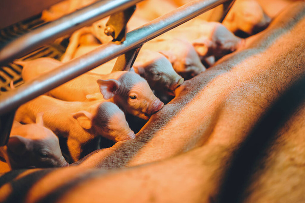 suinicultura indústria suinícola porco de celeiro
 - Foto, Imagem