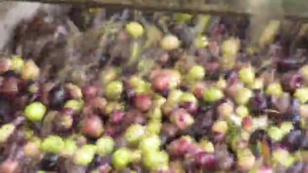 Aceitunas recién cosechadas en un lavadero transportador
 - Metraje, vídeo