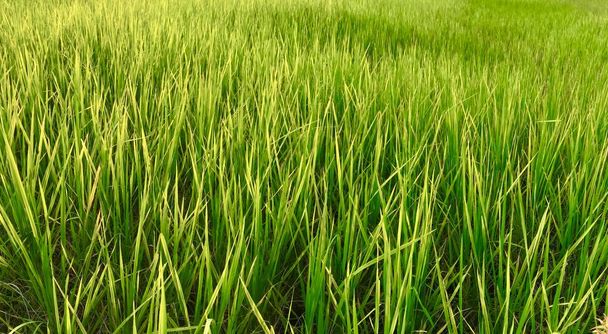 Krajobraz pól ryżowych z zielonym ryżem wieczorem - Zdjęcie, obraz