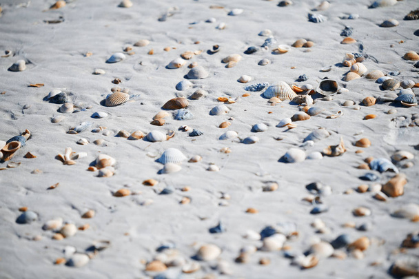 Fullframe photo of the seashells on the coast of Atlantic Ocean - Photo, Image