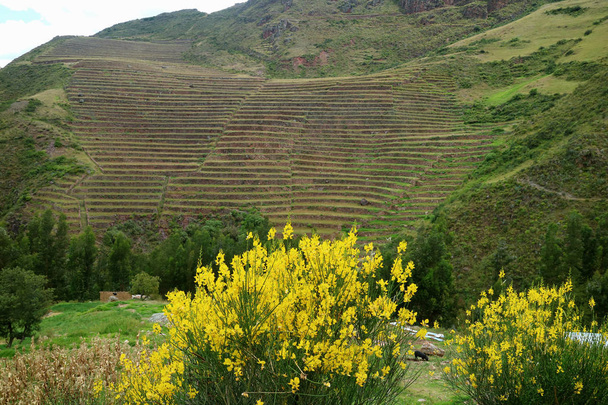 Flores silvestres amarelas vivas florescendo contra terraços agrícolas escalonados na encosta da montanha do Vale Sagrado dos Incas, região de Cusco, Peru
 - Foto, Imagem