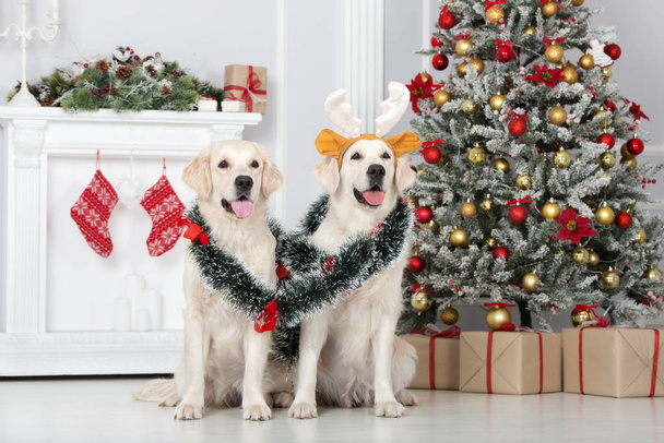 two golden retriever dogs posing with Christmas decorations - Fotografie, Obrázek