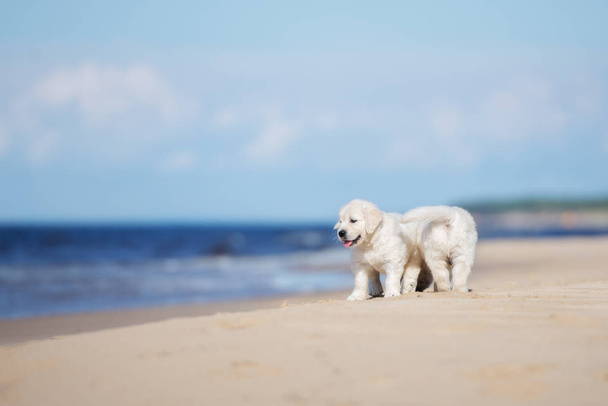 two golden retriever puppies on a beach by the sea - Foto, afbeelding
