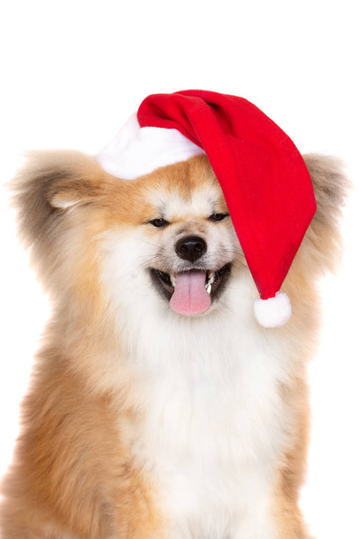 happy akita dog in a santa hat on white background - Photo, Image