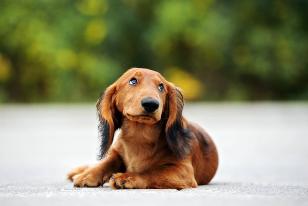 shy dachshund puppy lying down outdoors - Zdjęcie, obraz