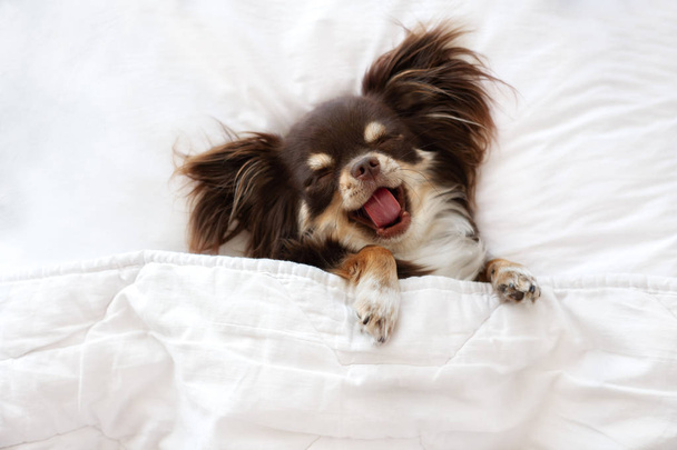 bonito chihuahua cão bocejando enquanto dorme em uma cama
 - Foto, Imagem