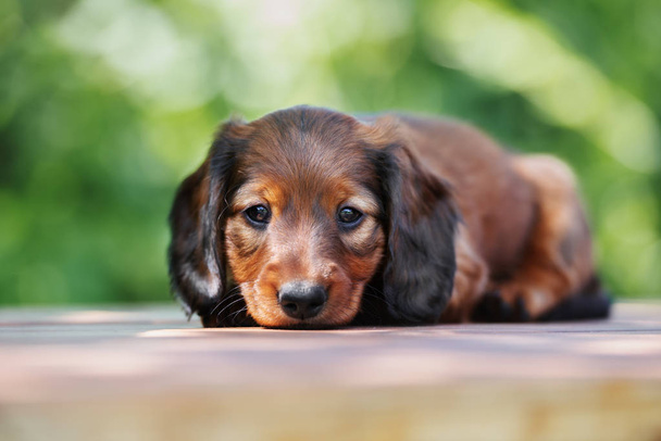 adorable dachshund puppy posing outdoors in summer - Fotoğraf, Görsel
