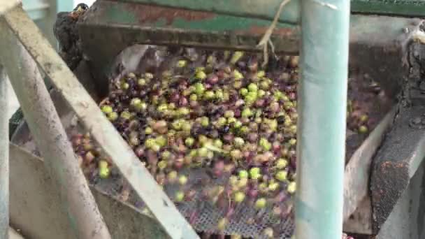 Olajbogyó egy szállítószalonban egy olajgyárban. Extra szűz olívaolaj előállítása - Felvétel, videó