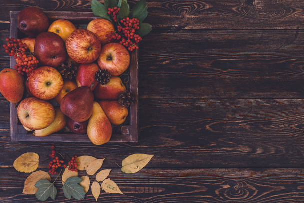 Kiitospäivän asetelma karpaloilla, syksyn lehdillä, omenoilla ja käpyillä. Syksyn kiitospäivän kausihedelmät. Luonnon tausta. Sävytetty kuva, kopioi tila
. - Valokuva, kuva