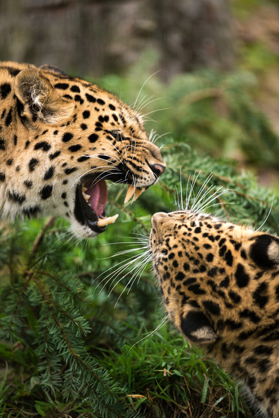 Leoparden gegeneinander - Foto, Bild