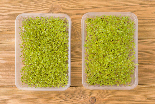 Mikrozöldségek újratölthető polipropilén tartályban. Zöld hajtások vízitorma saláta és rukkola egy vászon szőnyegen. Házi termesztésű - Fotó, kép