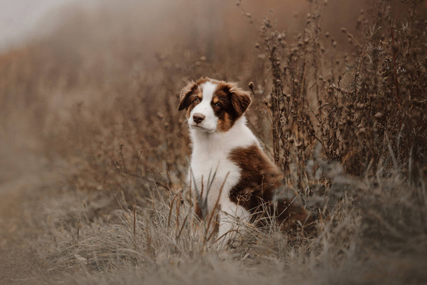 秋に屋外で愛らしいオーストラリアの羊飼いの子犬 - 写真・画像