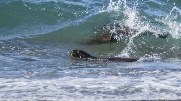 Zeeleeuwen surfen in de golven, Patagonië, Argentinië. - Foto, afbeelding