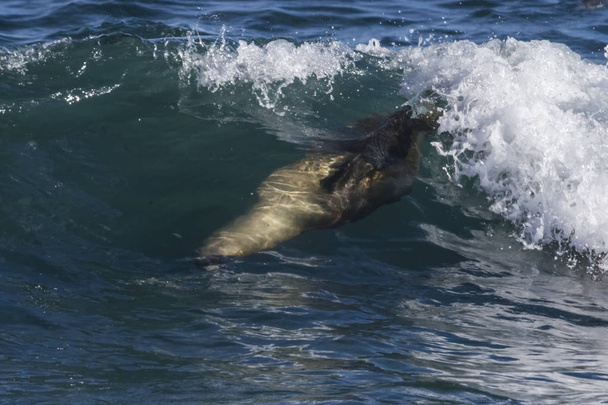 Морський лев осідає на хвилях (Патагонія, Аргентина).. - Фото, зображення