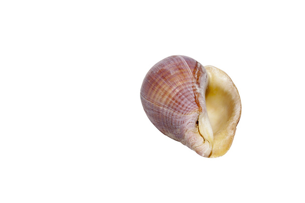 isoliert gemusterte Spirale Muschel auf weiß 3 - Foto, Bild