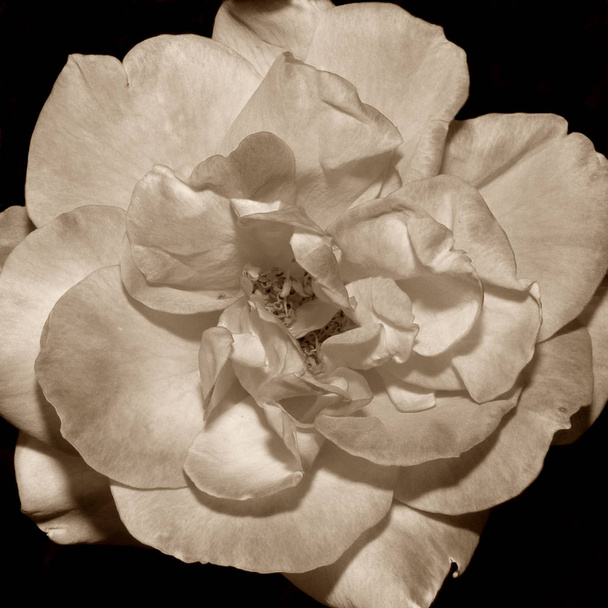 Sepya ve koyu arkaplanda ayrıntılı çiçek fotoğrafı - Fotoğraf, Görsel