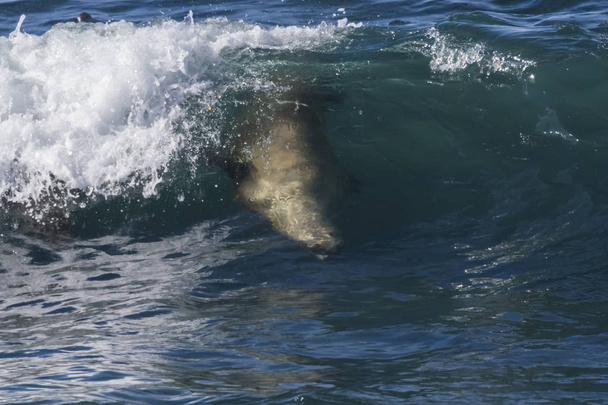 Tengeri oroszlán szörfözés a hullámokban, Patagónia, Argentína. - Fotó, kép