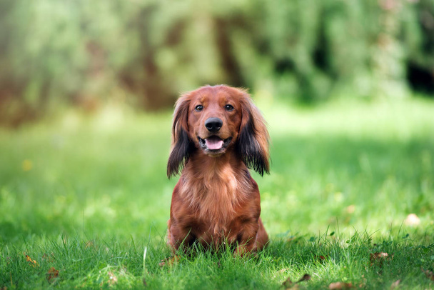red dachshund dog posing outdoors in summer - Foto, afbeelding