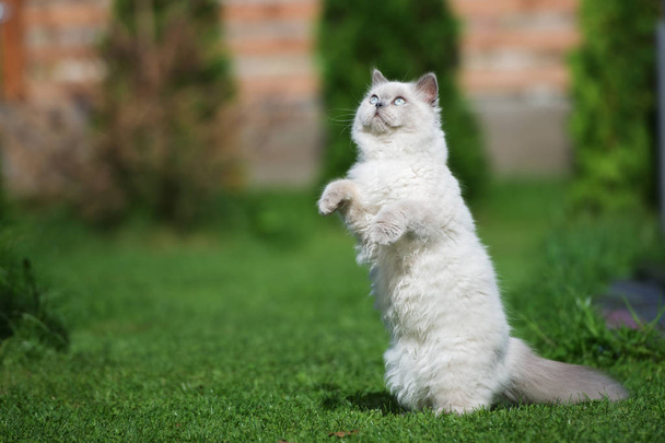 fluffy white kitten jumping and playing outdoors in summer - Foto, Bild