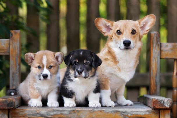 corgi dog with two puppies portrait in summer - Zdjęcie, obraz