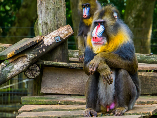 mandrill en gros plan avec son visage et ses organes génitaux, espèce de primate vulnérable originaire d'Afrique
 - Photo, image