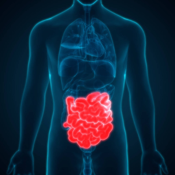 Анатомия пищеварительной системы человека (желудок с малым кишечником). 3D
 - Фото, изображение