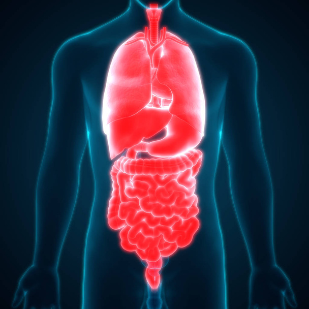 Анатомия пищеварительной системы человека (желудок с малым кишечником). 3D
 - Фото, изображение