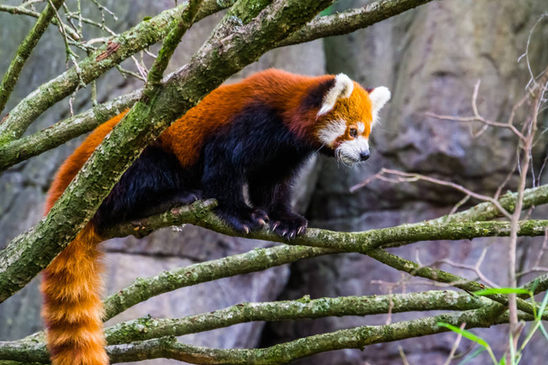 Panda rojo de pie sobre una rama de árbol, Adorable panda pequeño, Especie animal vulnerable de Asia
 - Foto, Imagen