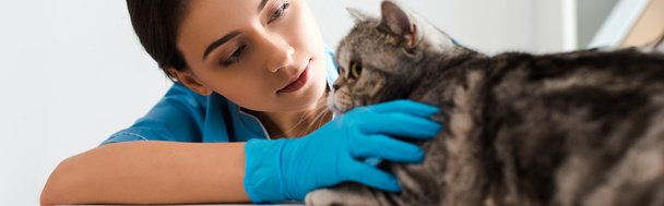 tiro panorámico de veterinario atento examinando lindo gato hetero escocés
  - Foto, Imagen
