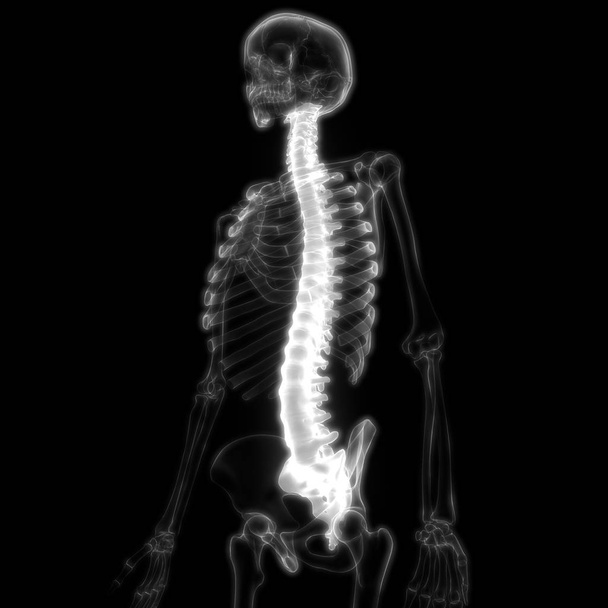Human Skeleton System Vertebral Column Anatomy. 3D Ilustración
 - Foto, Imagen