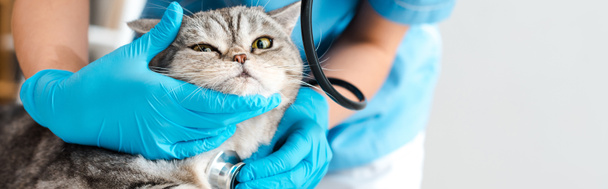 Teilansicht des Tierarztes bei der Untersuchung gestromter schottischer Straight Cat mit Stethoskop, Panoramaaufnahme - Foto, Bild