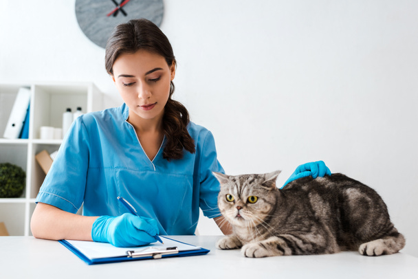 atento veterinario escritura en portapapeles cerca tabby escocés recta gato
 - Foto, Imagen