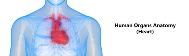 Anatomia do Coração Humano. 3D - Ilustração
 - Foto, Imagem