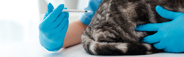 vista parcial del veterinario que hace la inyección al gato gris tabby, plano panorámico
 - Foto, Imagen