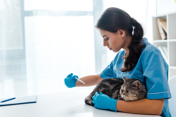 nuori eläinlääkäri, joka antaa ruiskeen harmaalle skotlantilaiselle kissalle
 - Valokuva, kuva