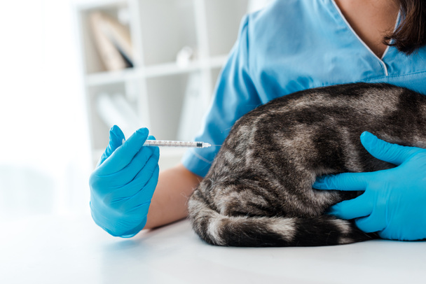 vista recortada del veterinario que hace la inyección al gato tabby gris
 - Foto, Imagen