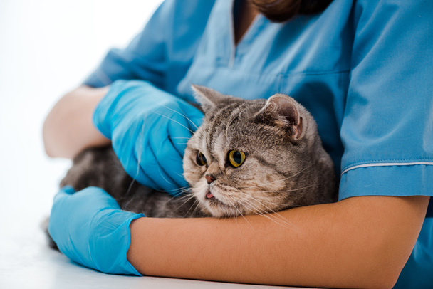 partial view of young veterinarian examining tabby scottish straight cat - Fotoğraf, Görsel