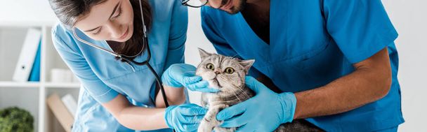 panoráma felvétel két figyelmes állatorvos vizsgálja aranyos skót egyenes macska sztetoszkóppal - Fotó, kép