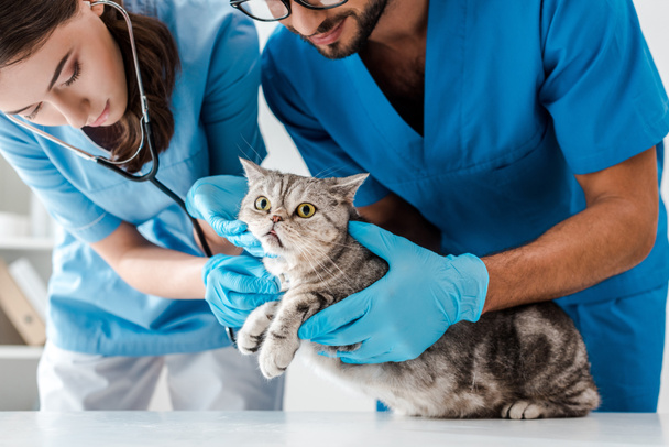 dos atentos veterinarios examinando lindo escocés recta gato con estetoscopio
 - Foto, Imagen
