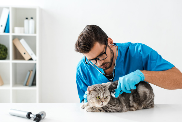concentrated veterinarian examining tabby scottish straight cat with stethoscope - Foto, Bild