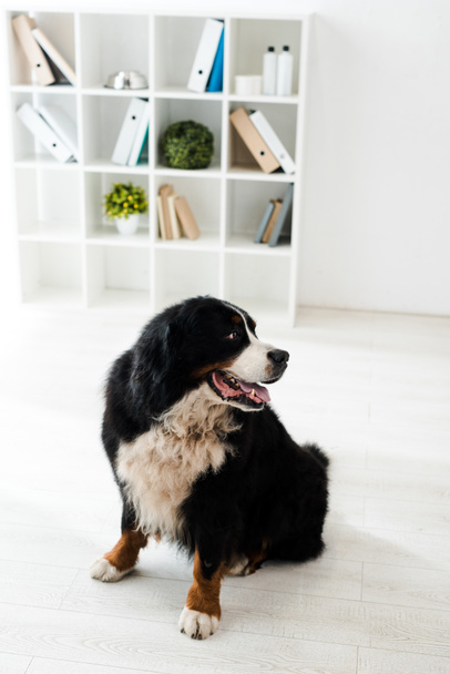Tatlı Berlin dağ köpeği veteriner kliniğinde yerde oturuyor. - Fotoğraf, Görsel