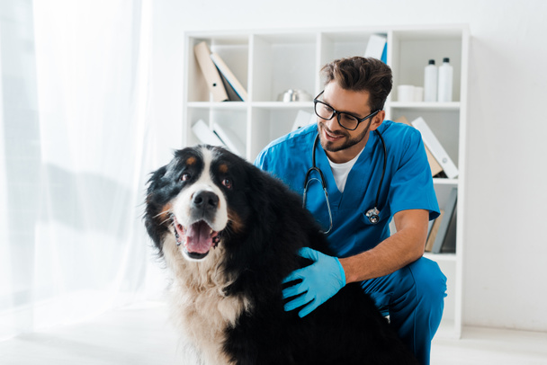 young, smiling veterinarian examining cute bernese mountain dog  - Zdjęcie, obraz