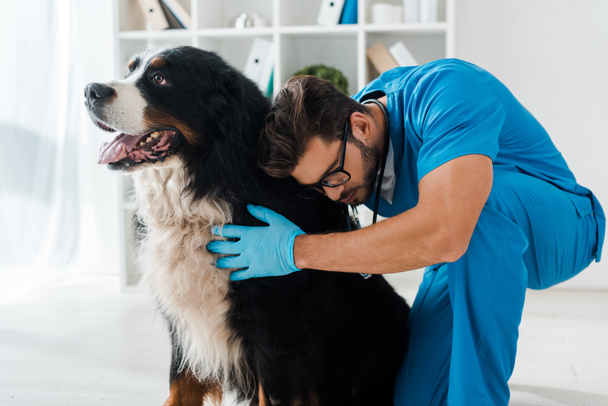 jovem, veterinário atencioso examinando bonito cão de montanha bernese
  - Foto, Imagem