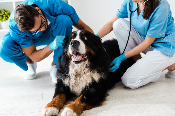 two young veterinarians examining bernese mountain dog lying on floor - Photo, Image