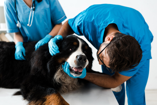 attentive veterinarian examining head of bernese mountain dog near colleague - Fotó, kép
