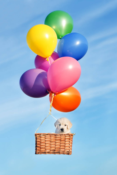 funny golden retriever puppy flying in a basket with balloons - Фото, изображение