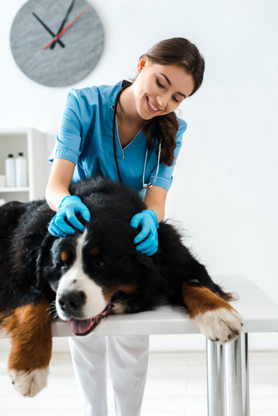 smiling veterinarian examining berner sennenhund dog lying on table - Foto, Imagen