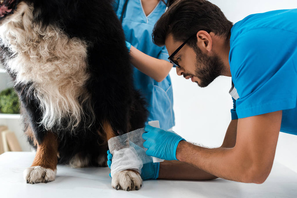 attentive veterinarian bandaging paw of bernese mountain dog sitting on table - Photo, Image